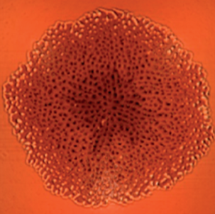 <p>Подложка SOI после осаждения Si:Er. Полуконтактная АСМ.</p>