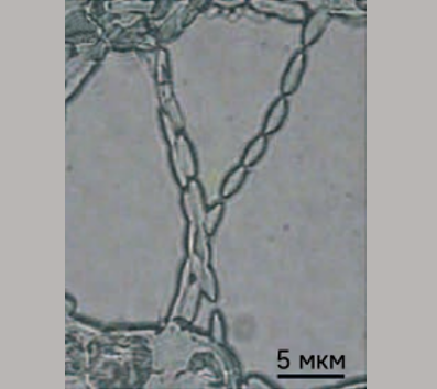 Изображение в светлом поле