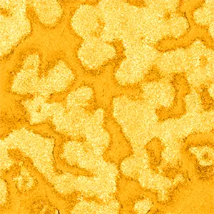 <p>Пленка оксида титана (TiO<sub>2</sub>). Микроскопия пьезоотклика.</p>