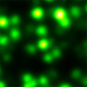 <p>FLIM SNOM микроскопия InP квантовых точек.</p>