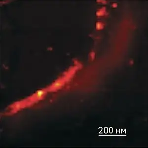 <p>TERS-изображение пучка нанотрубок. Наблюдаемая ширина пучка ~50 нм.</p>